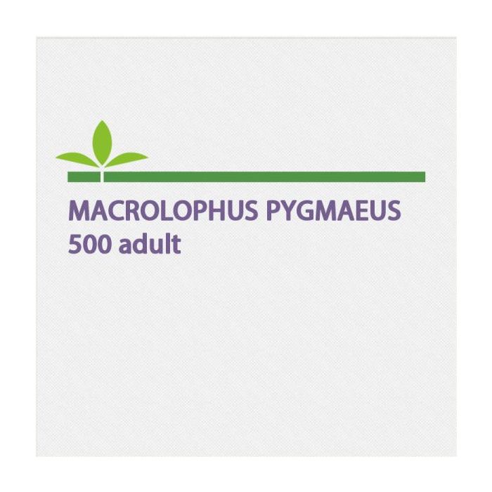 Macrolophus Pygmaeus 500 Ενήλικα