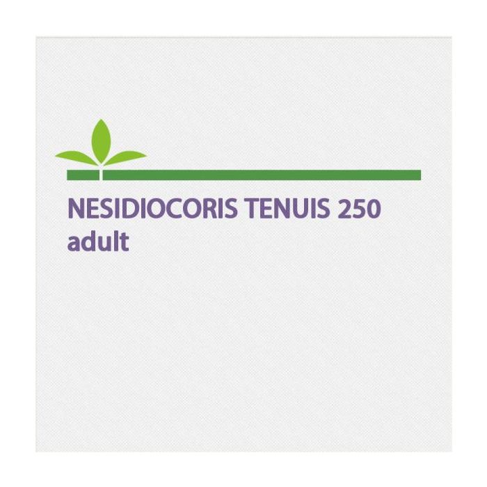 Nesidiocoris Tenuis 250 Adult